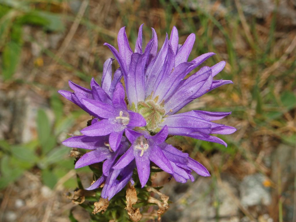 Campanula spicata / Campanula spigata